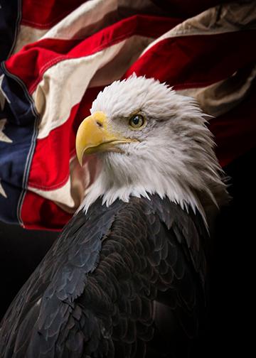 American Flag with Bald Eagle